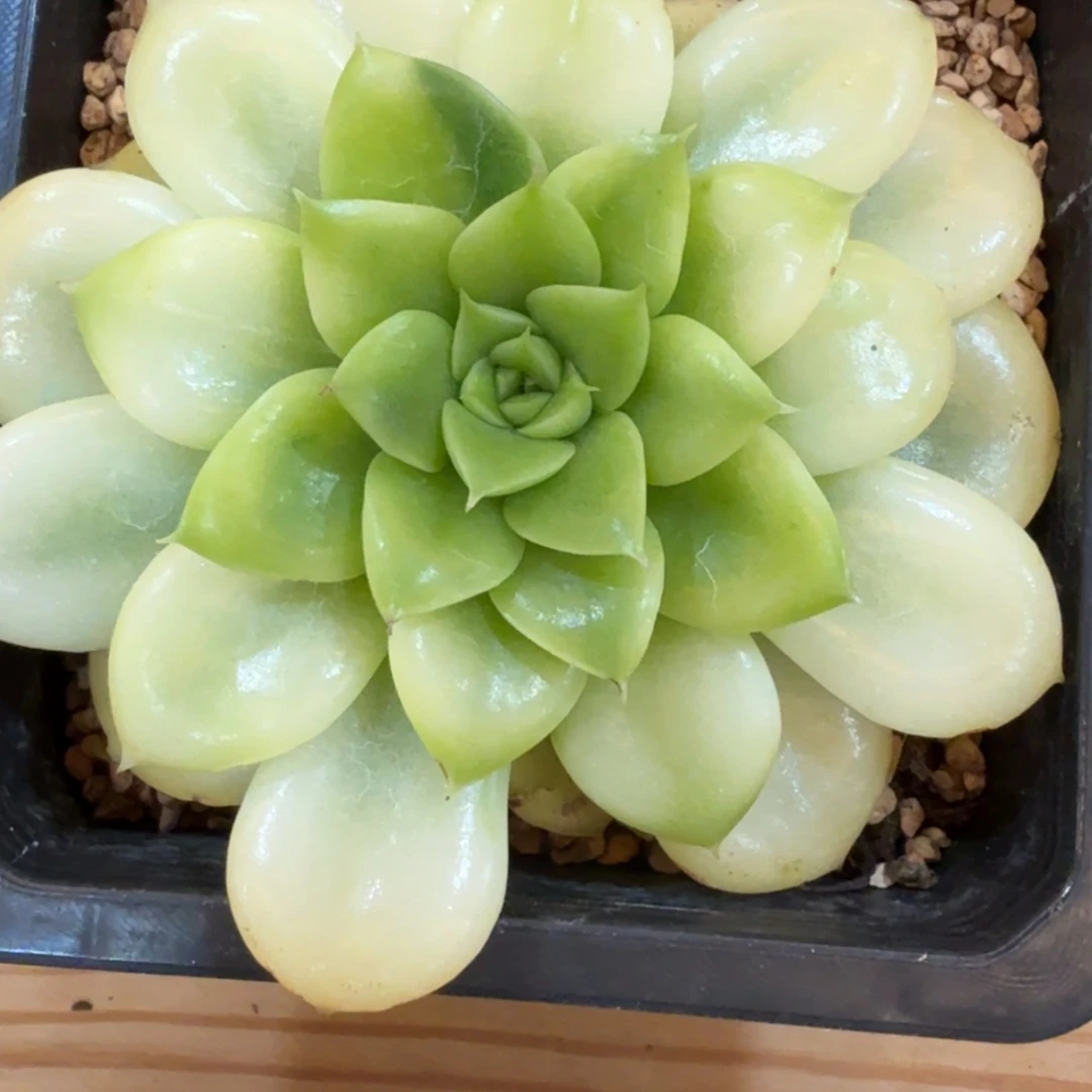 黄玫瑰 安吉园艺锦 福利