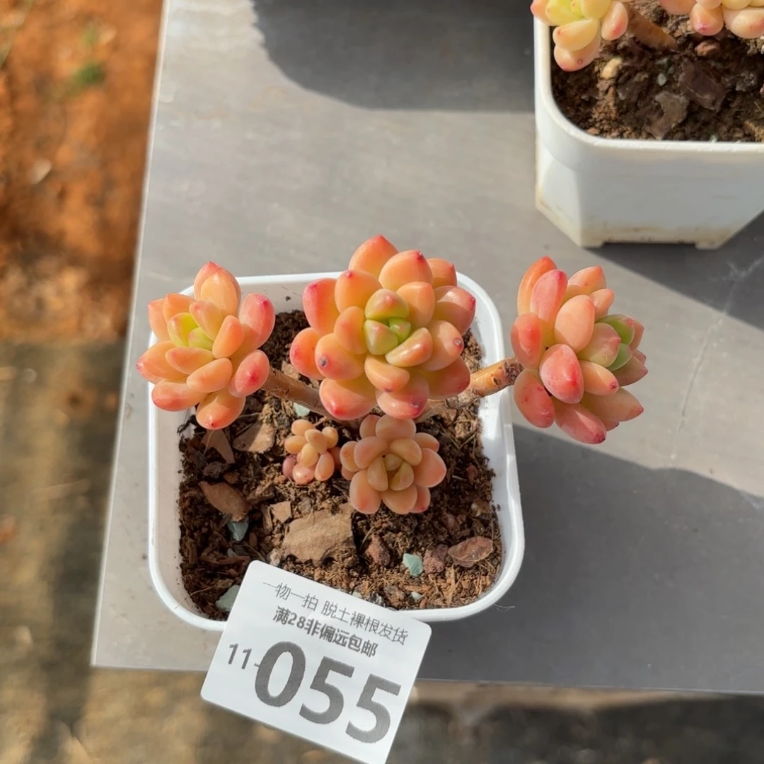 香格里拉整群多肉