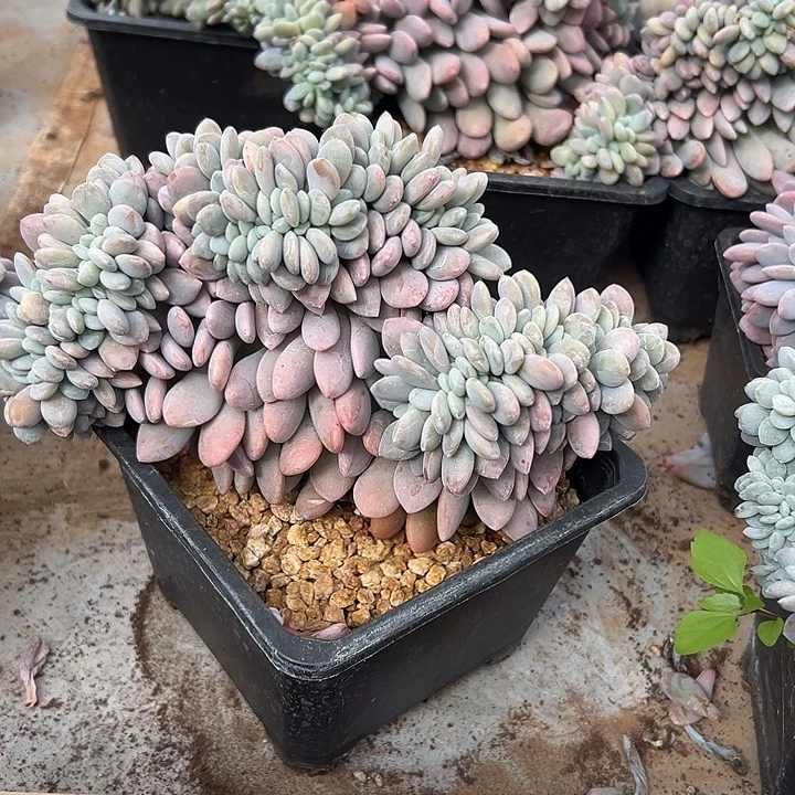 超大粉兔群生缀化