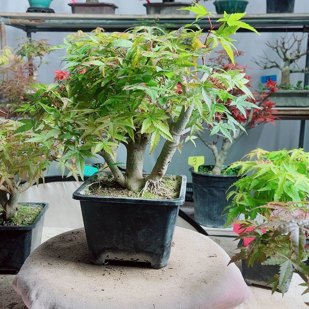 无花朵星**瀚红枫老桩出猩猩