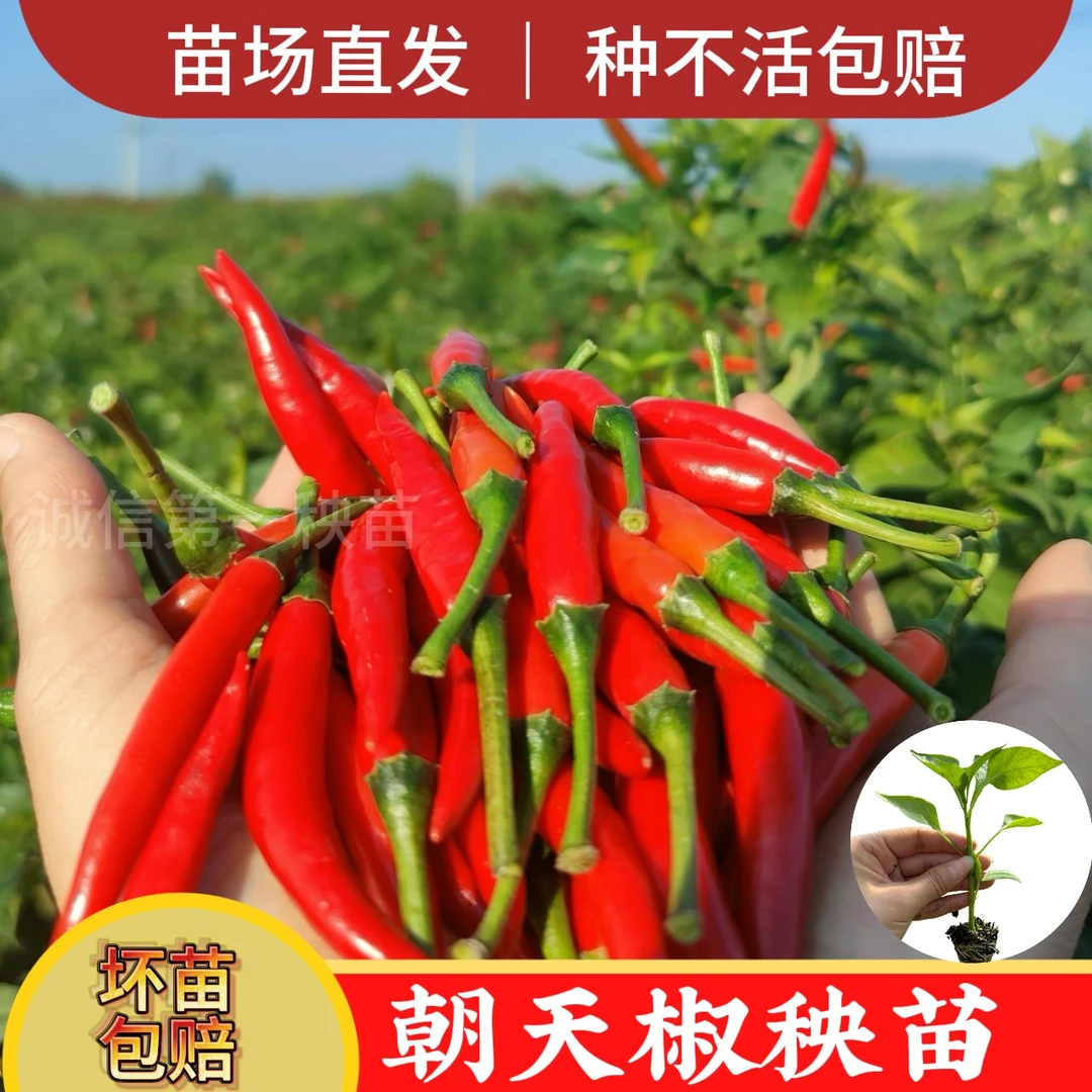 朝天椒苗小米椒泡椒玉指小米辣椒苗指天椒秧苗田园阳台种植蔬菜苗