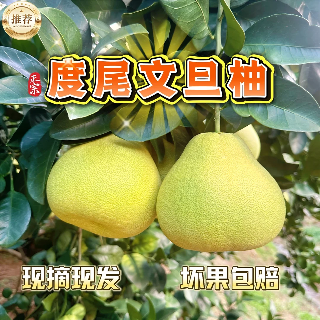 【中秋送礼 10斤礼盒装】福建度尾文旦柚 当季新鲜水果现摘现发多汁