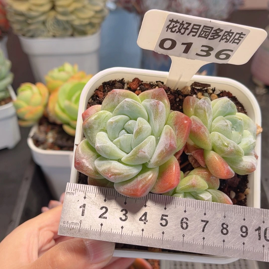 多肉植物0136 一定要拍个冷链哦