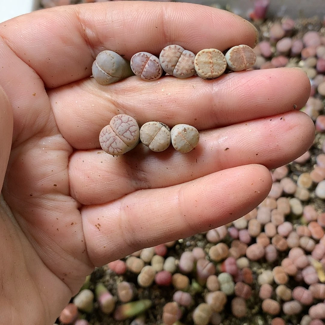 v****eY233多肉植物保护研究所