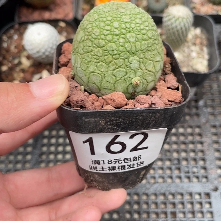 162凝蹄玉仙人球植物