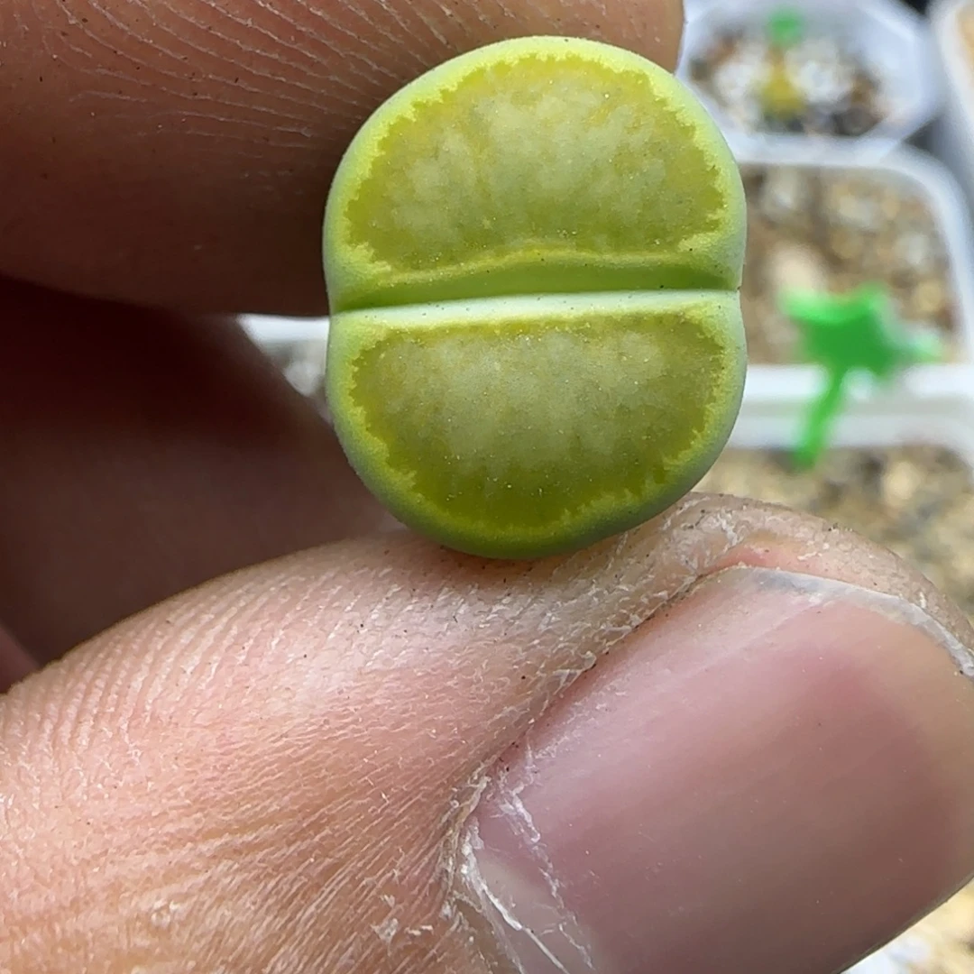 852 生石花大棚直播