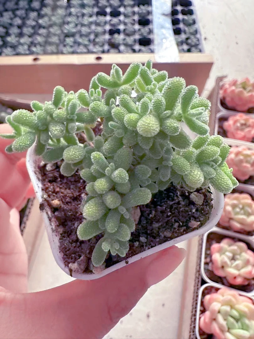 冰晶番杏多肉植物（满9.9元包邮发货）