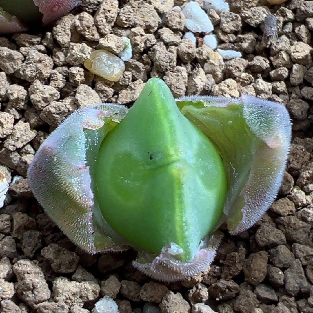 29。青蛙优选大眼空蝉