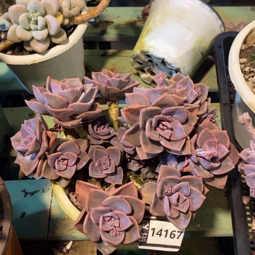 【闪购商品】彩虹糖14167