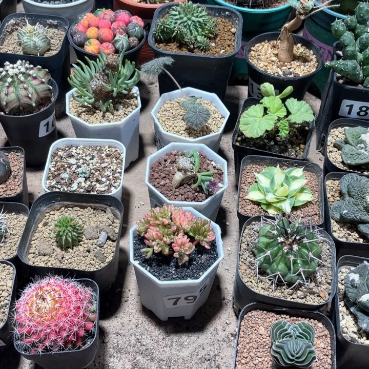 579实生海鲜仙人球