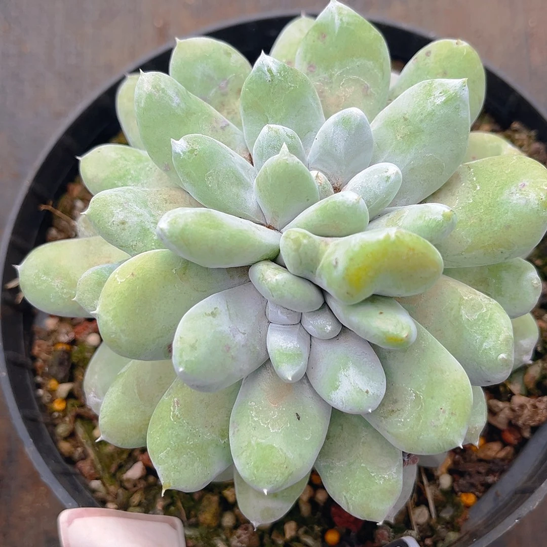 大花朵红拇指老桩量拍1374