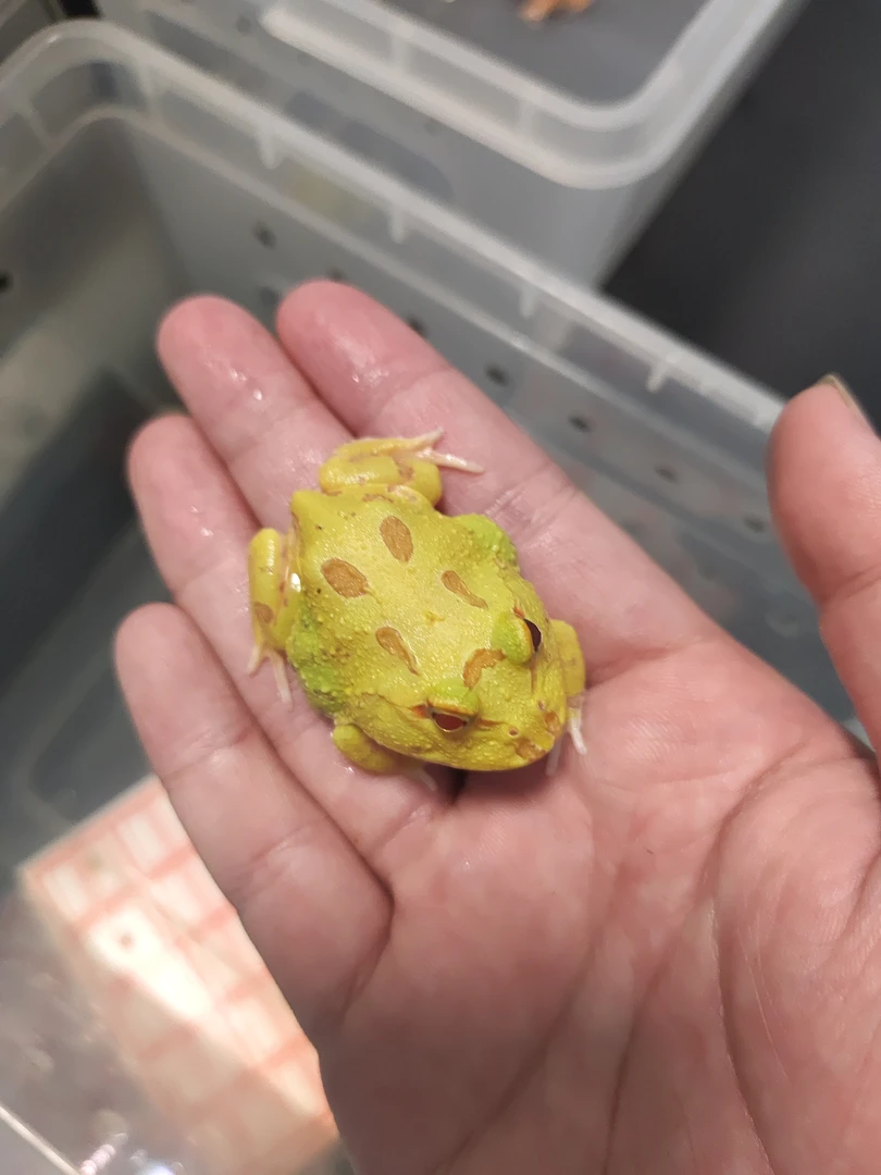 两只南美角蛙3-4厘米皮卡丘宇治异宠蛙，录完整开箱视频包活包售后