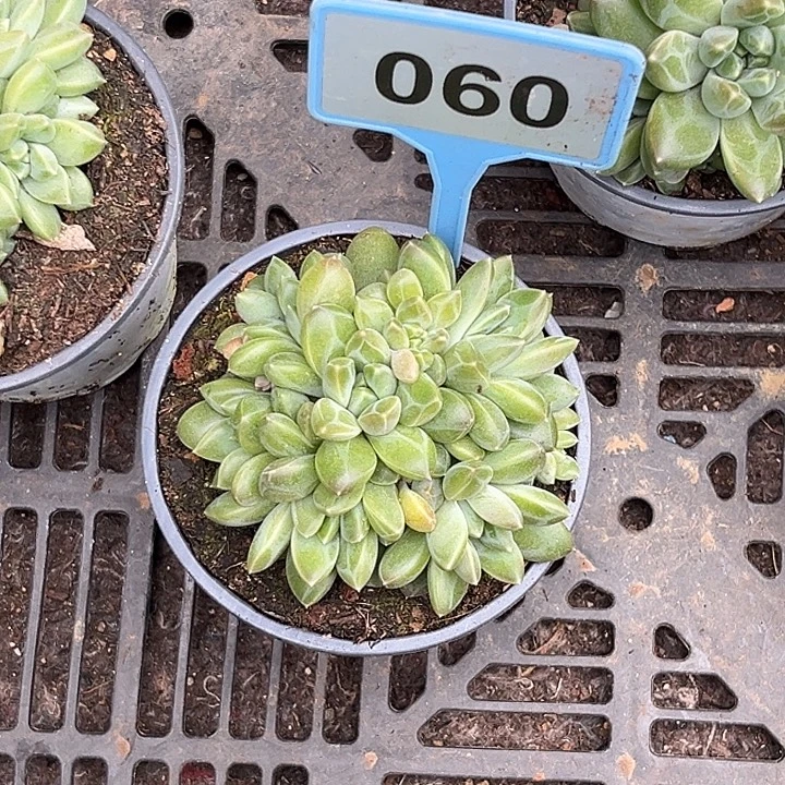 黄***姐多肉植物雨花石060