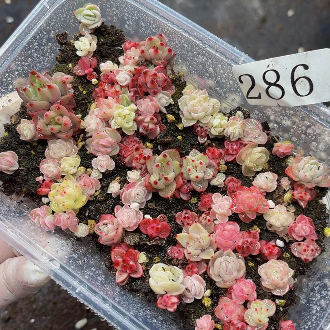 多肉植物多肉植物286