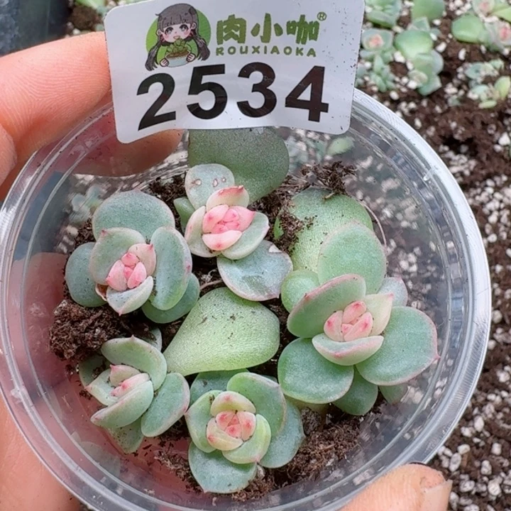 多肉植物多肉植物
