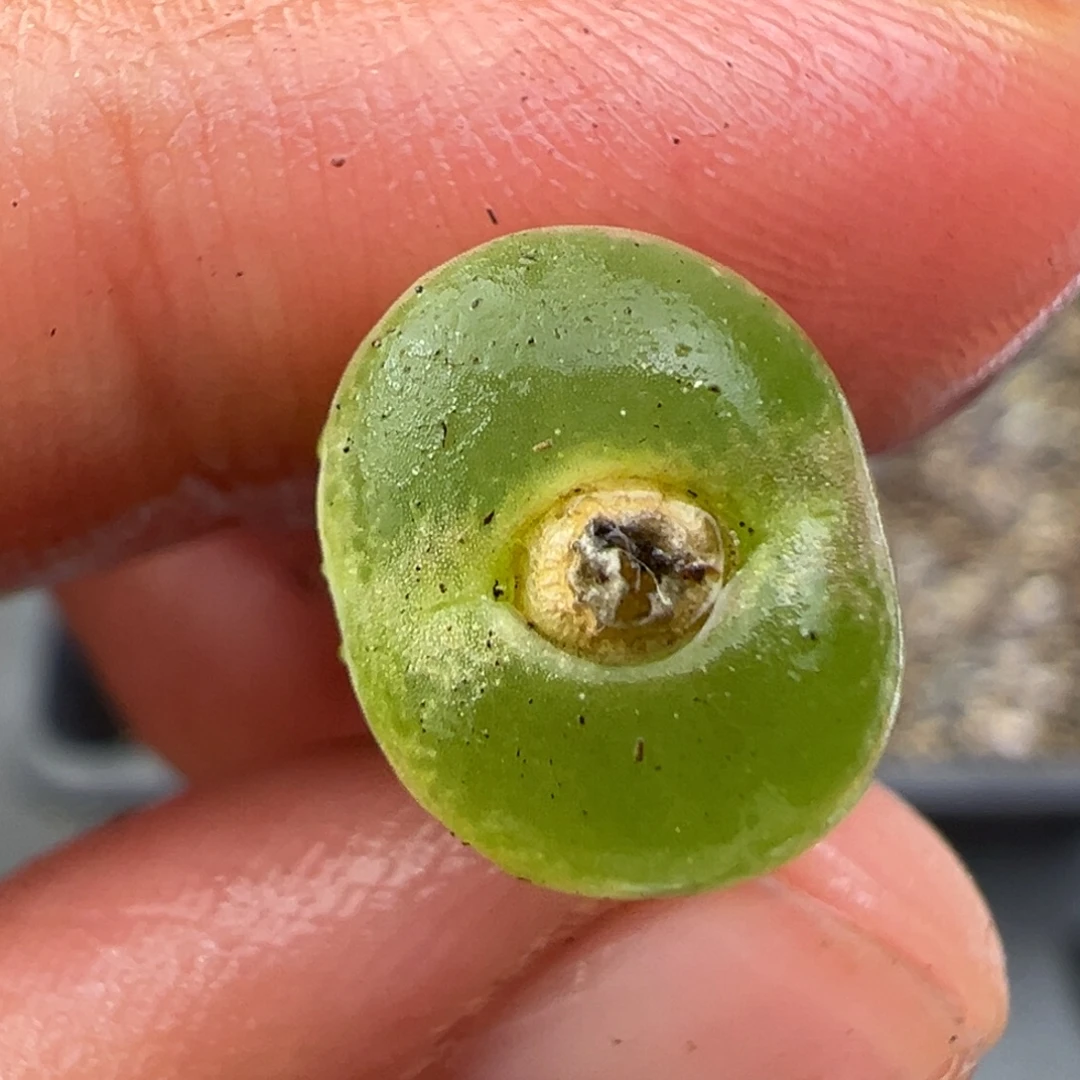 11.28好看的多肉脱土发货610