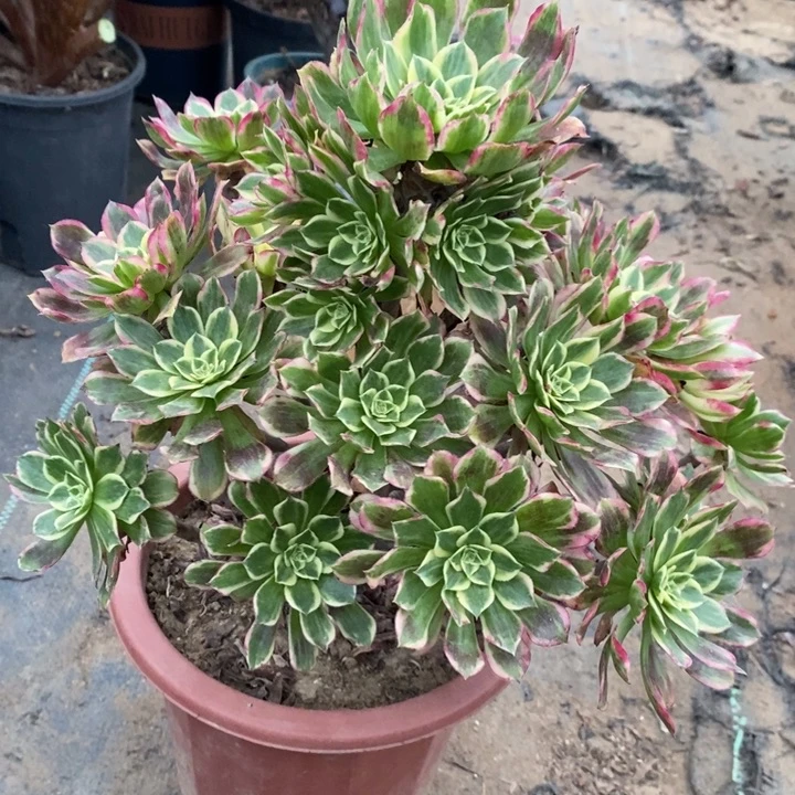 天河24多肉植物法师法师