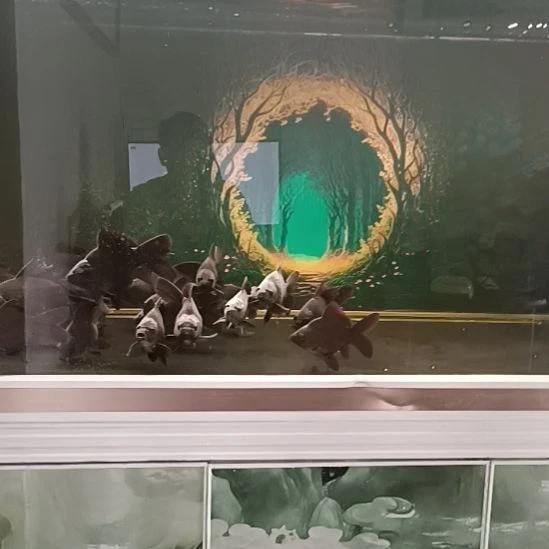 海水墨蝶苗了圆头顺背大鱼鳍大尾