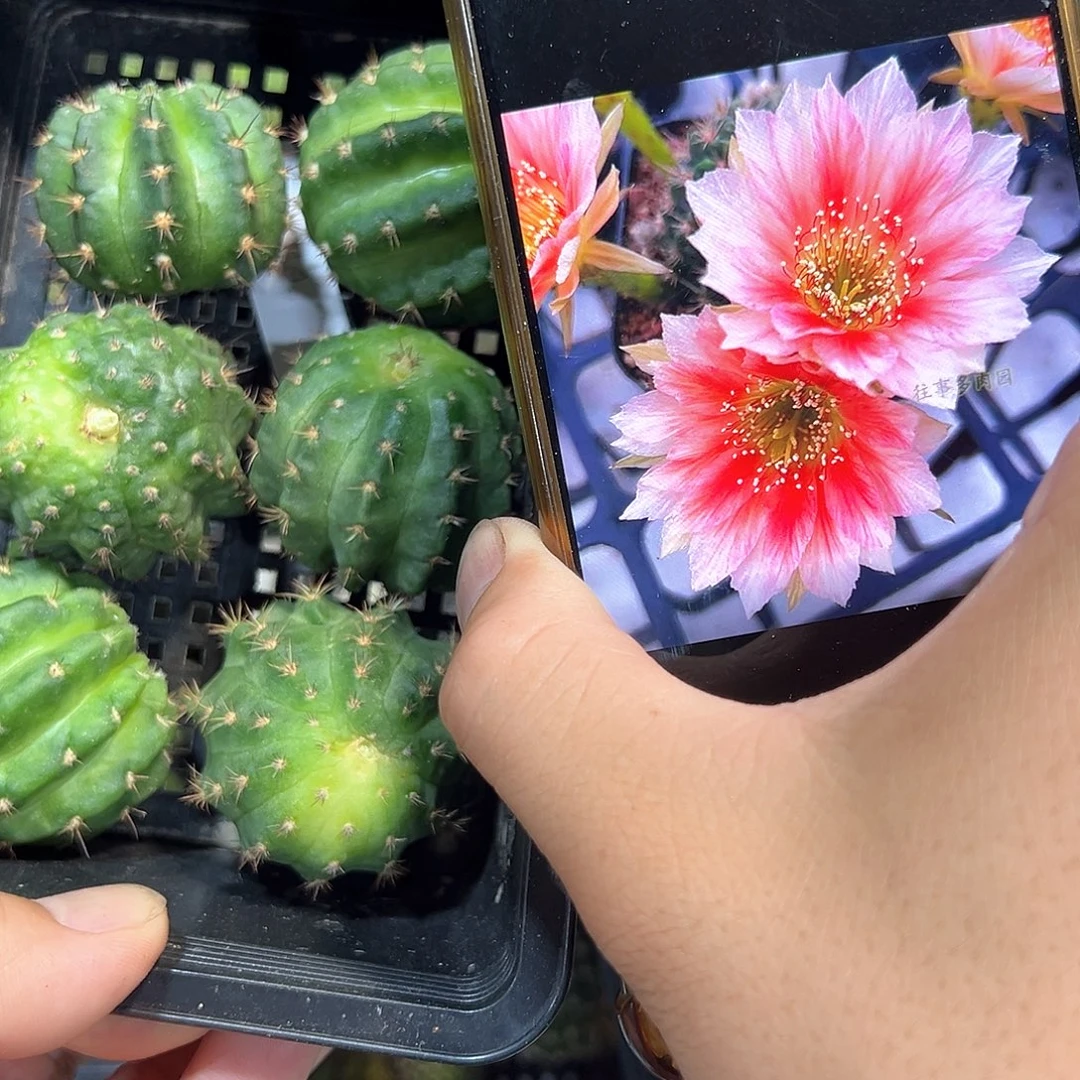 粉羽丽花属仙人球侧芽一颗