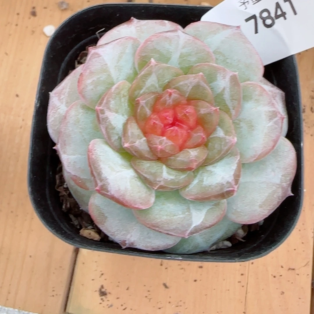 红莓，7841多肉植物