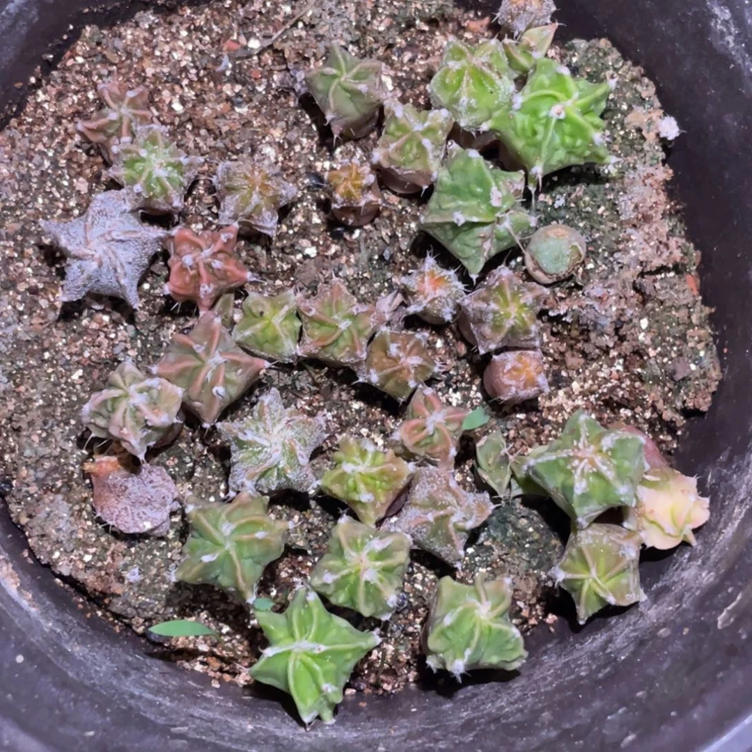 全部花朵实生核桃/盆 仙人球