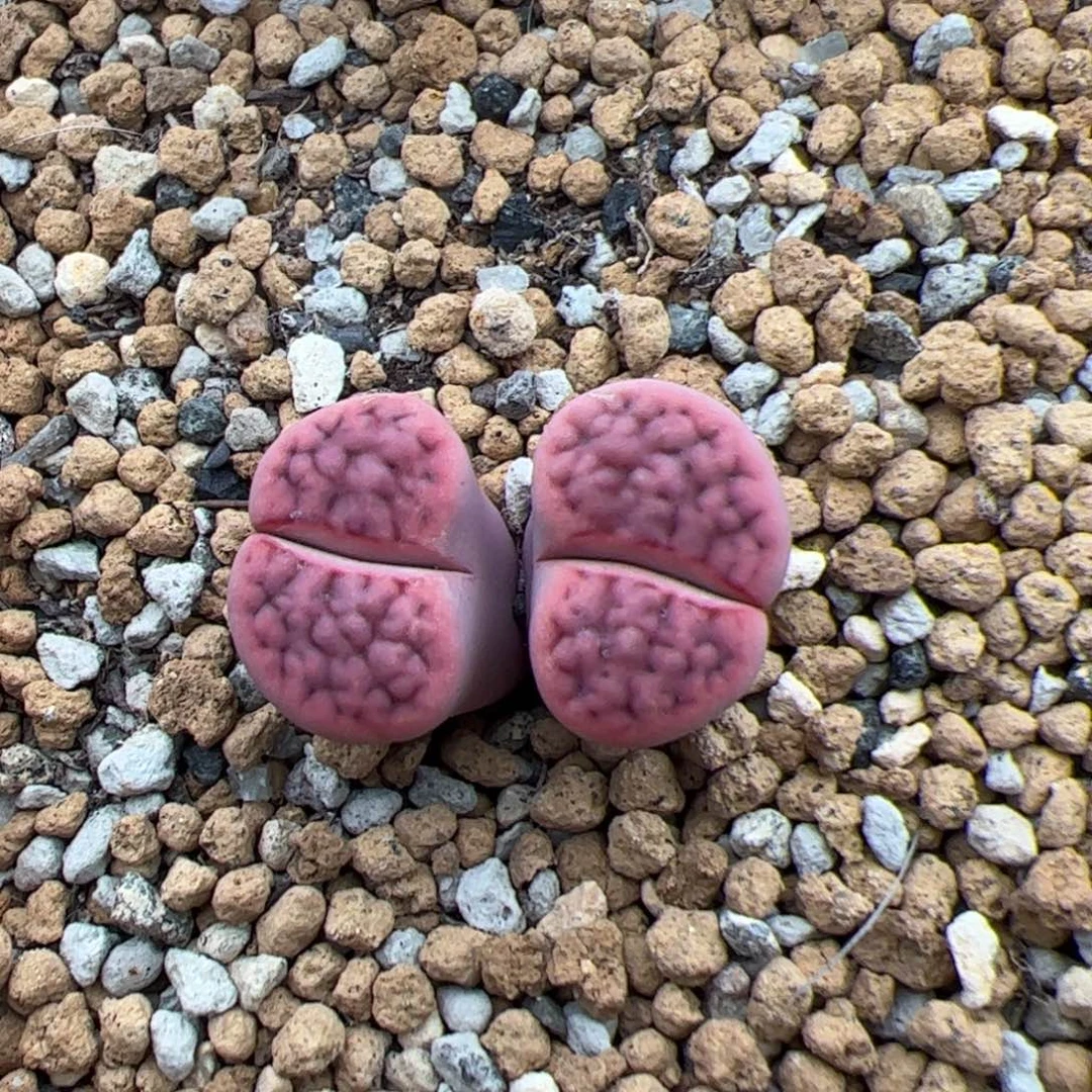 0473号阿克塞尔玫瑰 多肉植物