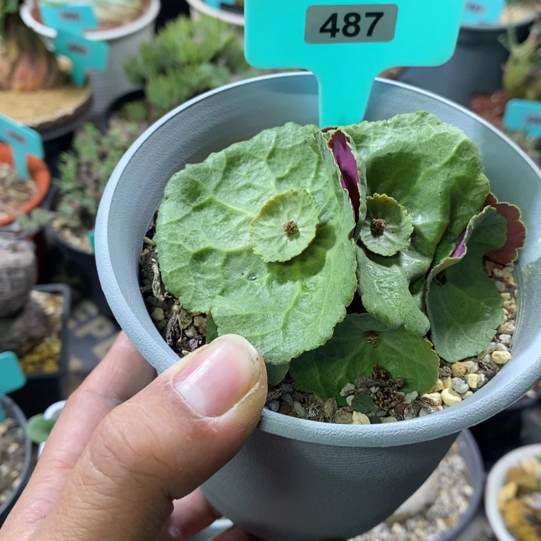 小酒杯多肉植物一个