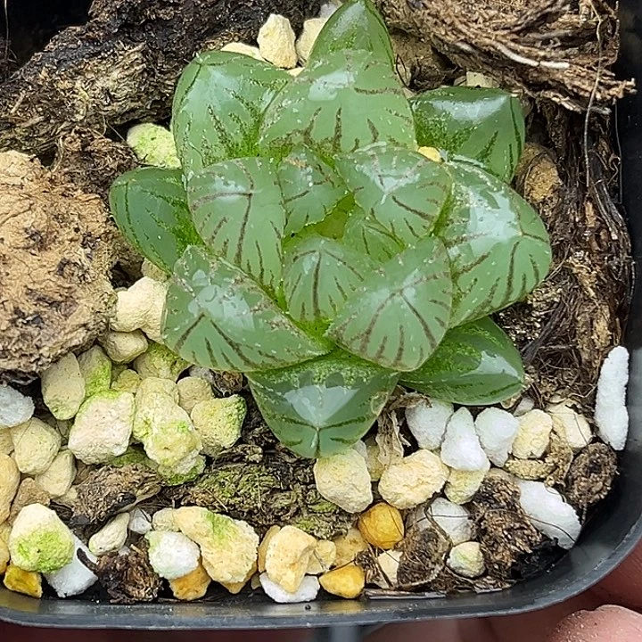 48雨斑霓虹灯头家多肉十二卷