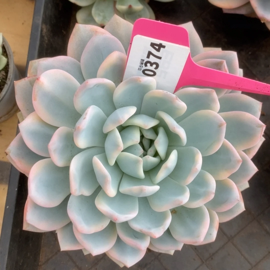 玲*?374橙子锦锦锦锦锦锦锦
