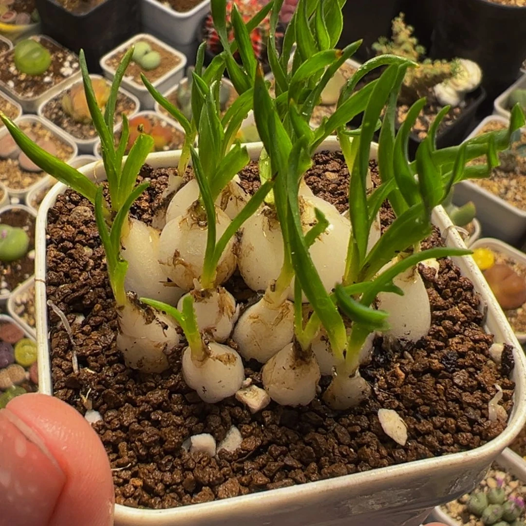 012多肉植物种类多样