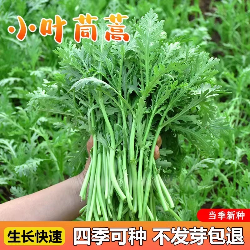【满5包包邮】小叶茼蒿种子高产菜种孑耐热秋季耐寒蔬菜种籽