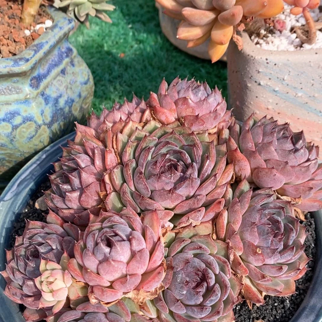 蓝色妖姬多肉植物盆栽