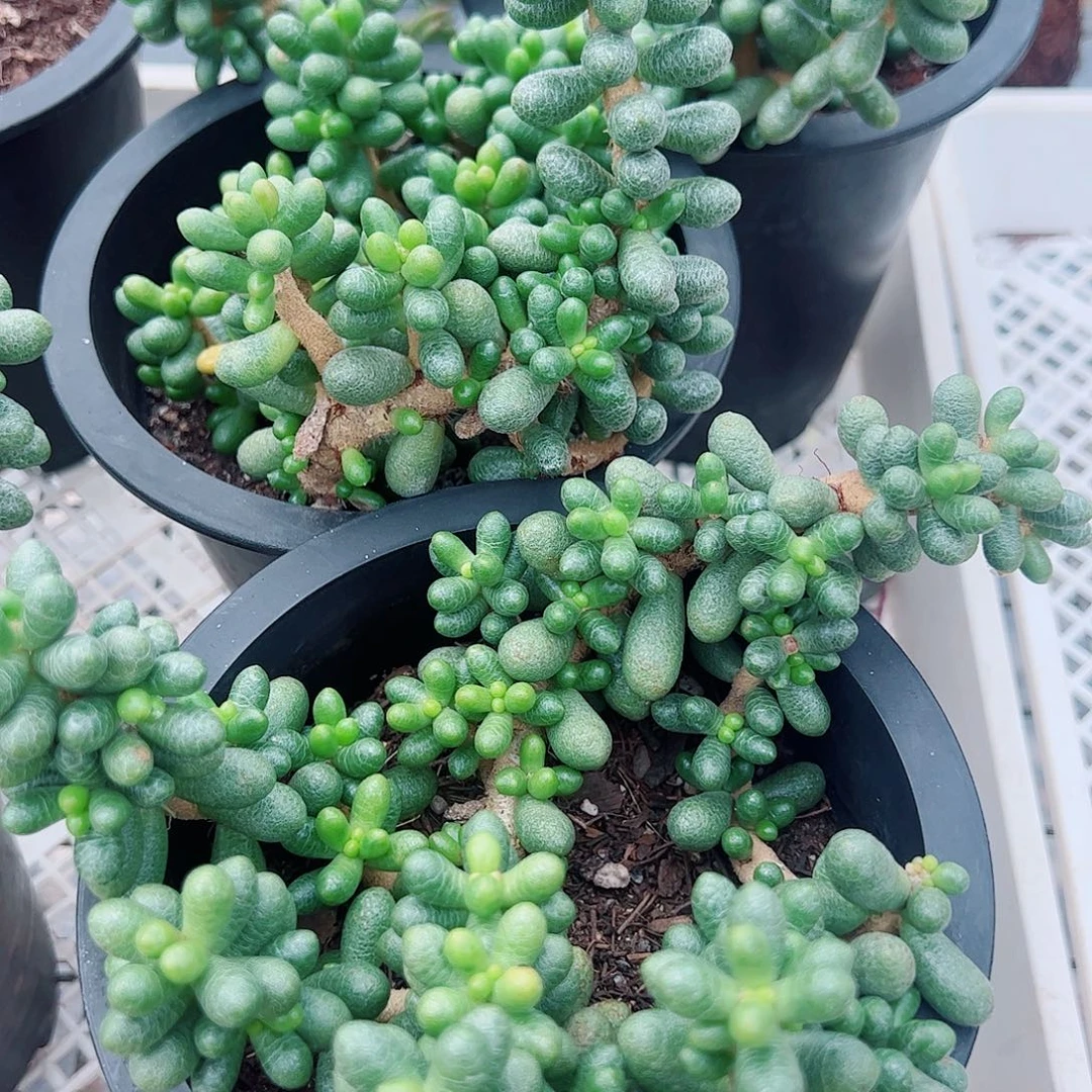 绿龟卵整桩整群多肉植物