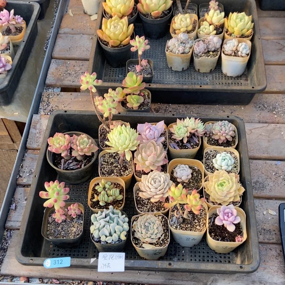312号花17个优泡专拍圆通