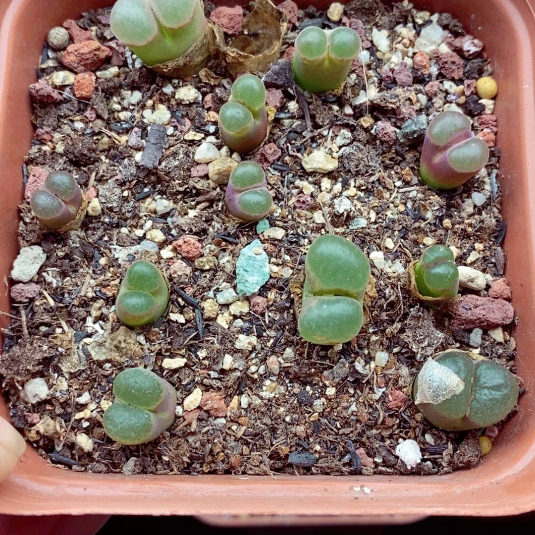 4854。