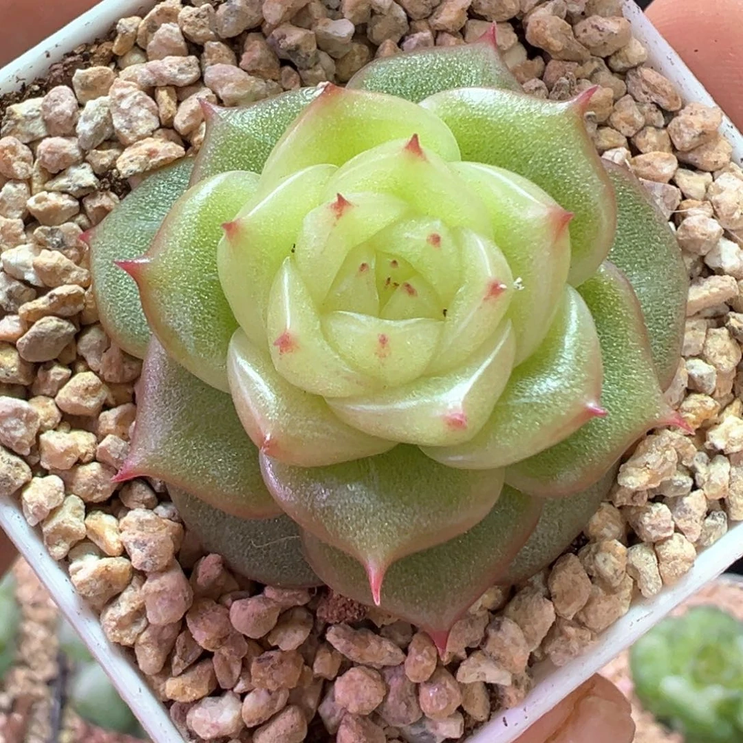 678号玉玲珑晗雨多肉植物