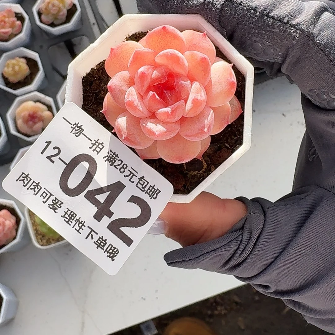 紫霜无盆无发货无