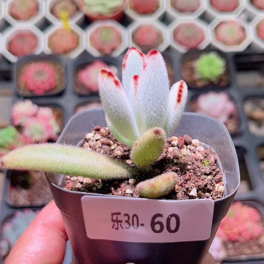 乐然30-60 月兔耳