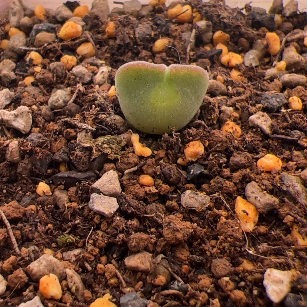 232号矮胖大眼空蝉12.29多肉