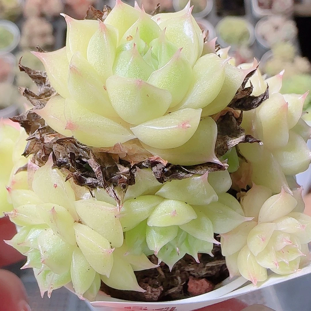 花语逸镜1119-64散