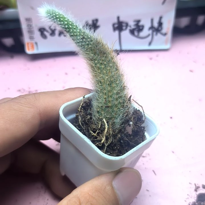九尾狐，满8.8包邮发货谢谢