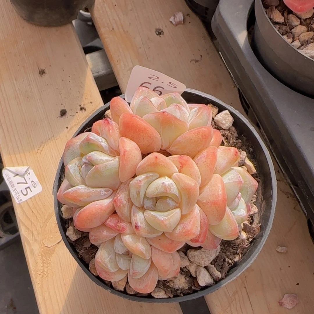 揪**.五头冰玉老桩变异一颗