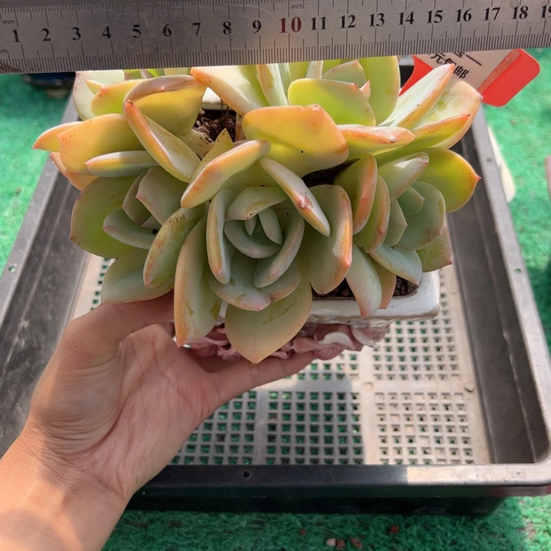 表妹精品多肉植物533.