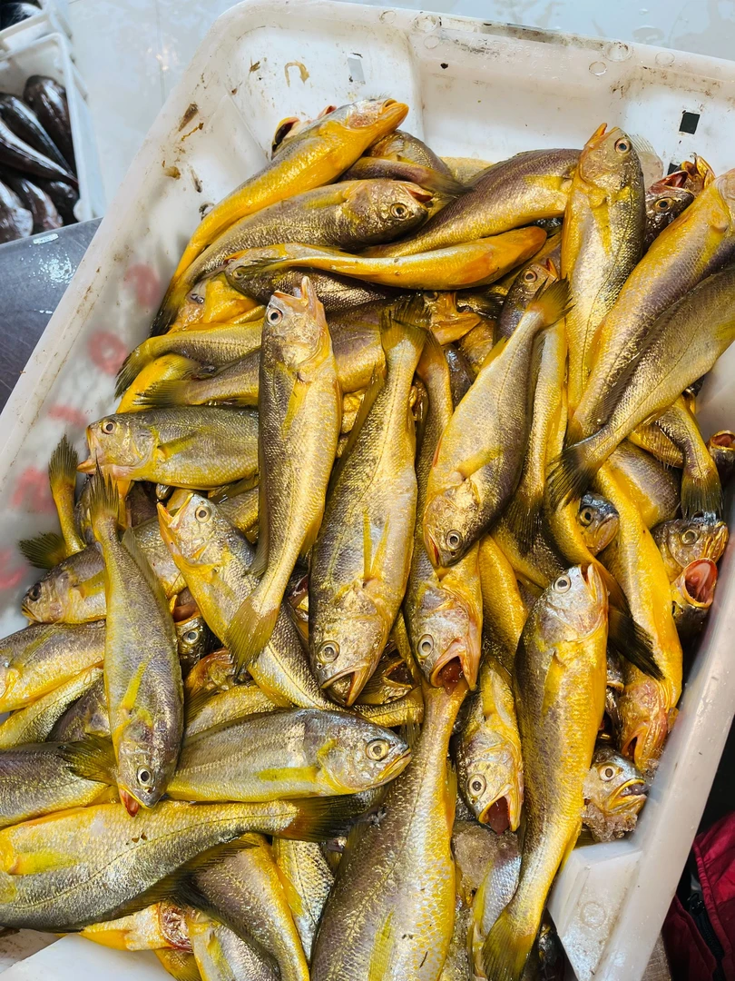东海舟山石浦野生海捕小黄鱼黄花鱼
