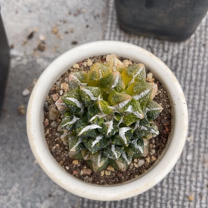 无花朵黑牡丹锦嫁接仙人球