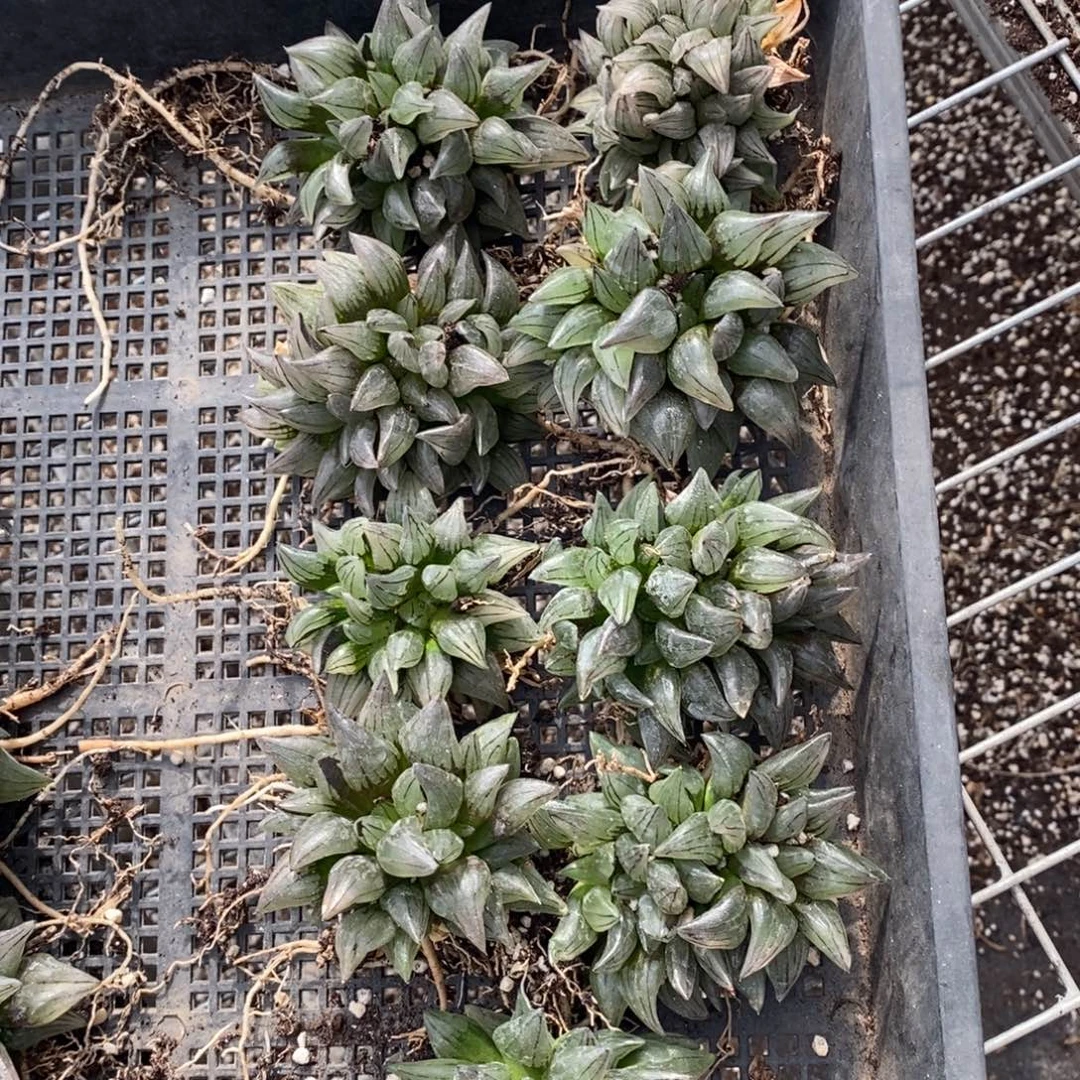 711 一颗西瓜寿群。
