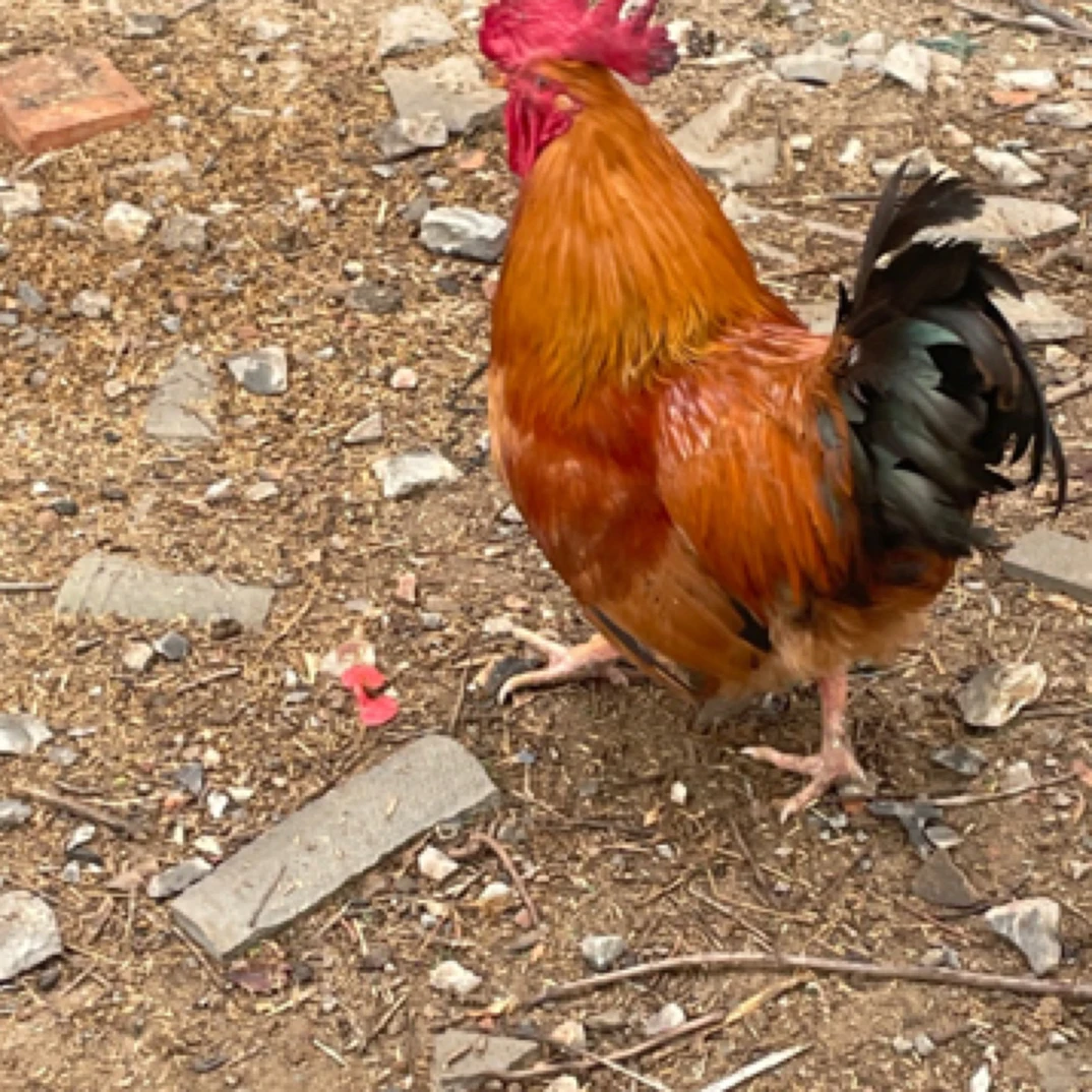 林下散养一年灵山公鸡5斤左右