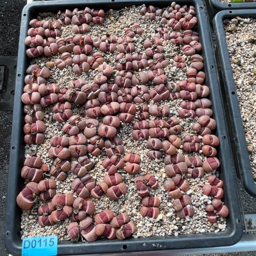 S***n0115筐福利不售后