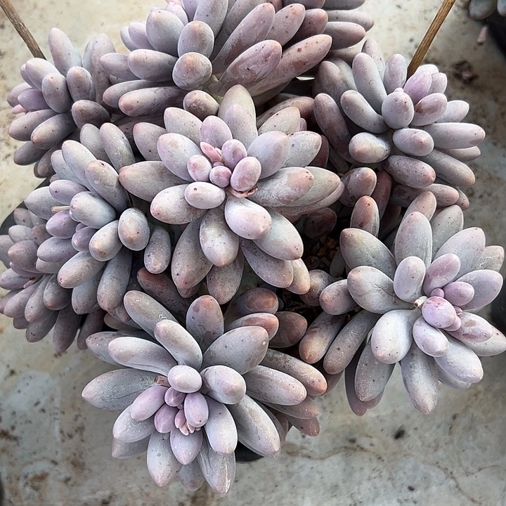 汤圆手捧群生多肉