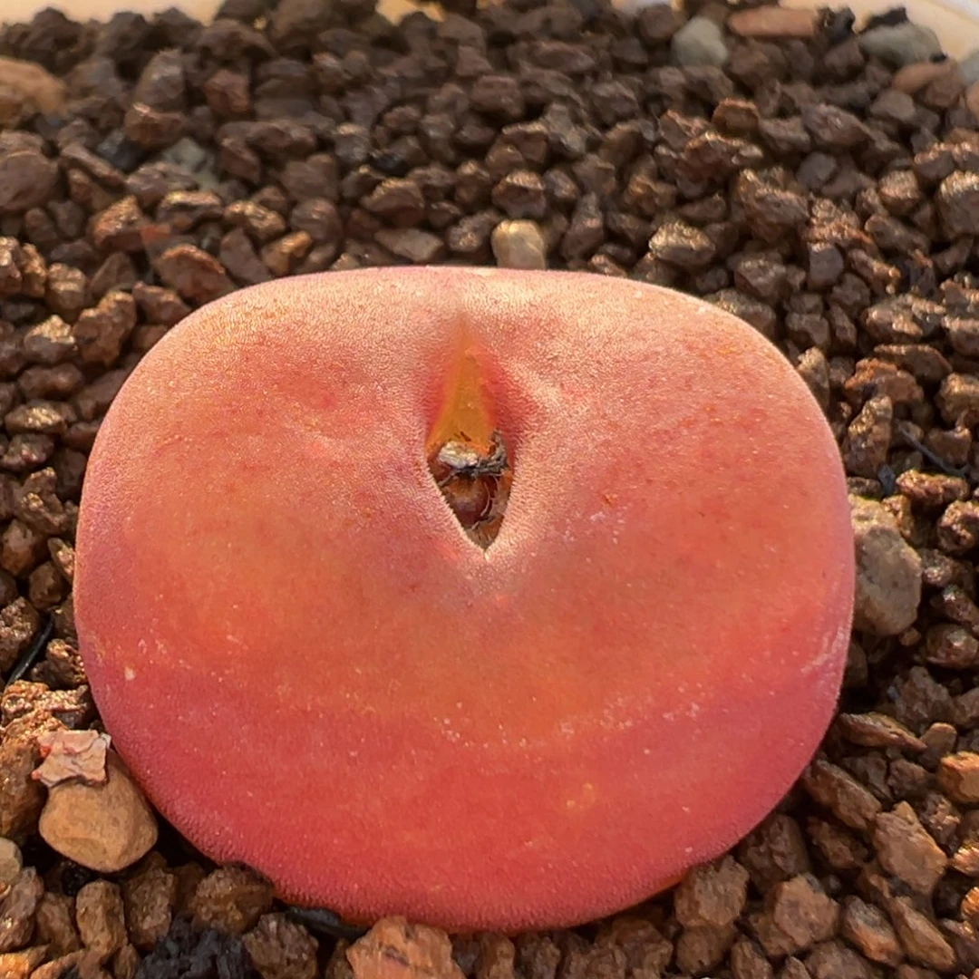 154多肉植物水蜜桃1430.5